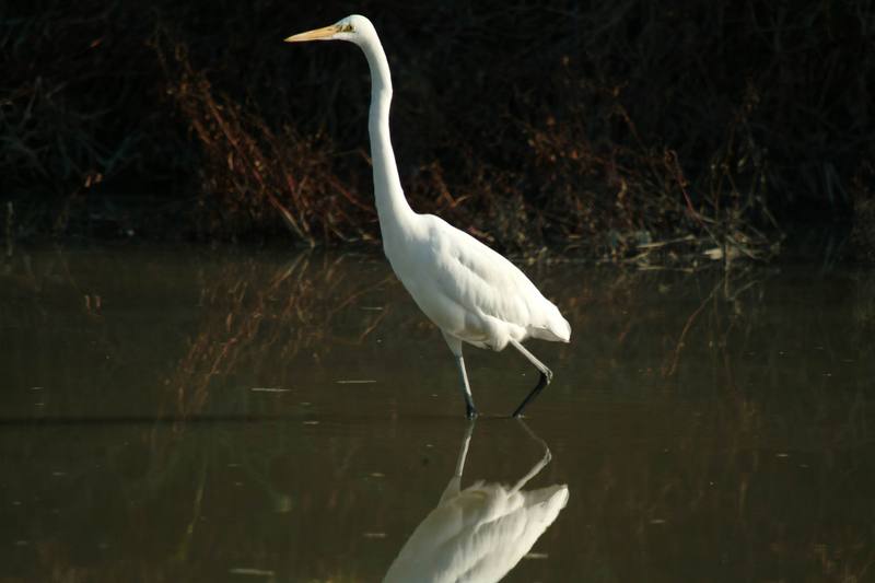 중대백로 Egretta alba modesta (Large Egret); DISPLAY FULL IMAGE.