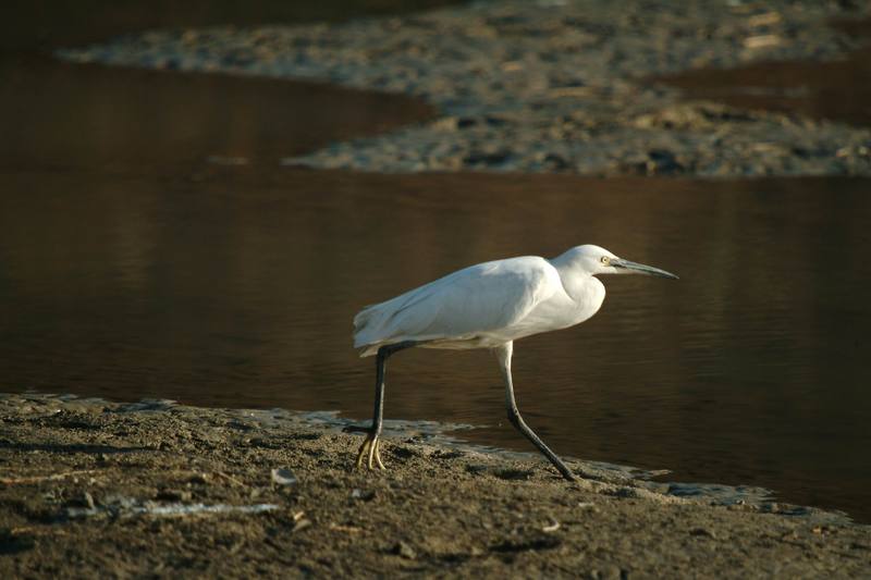 쇠백로 Egretta garzetta garzetta (Little Egret); DISPLAY FULL IMAGE.