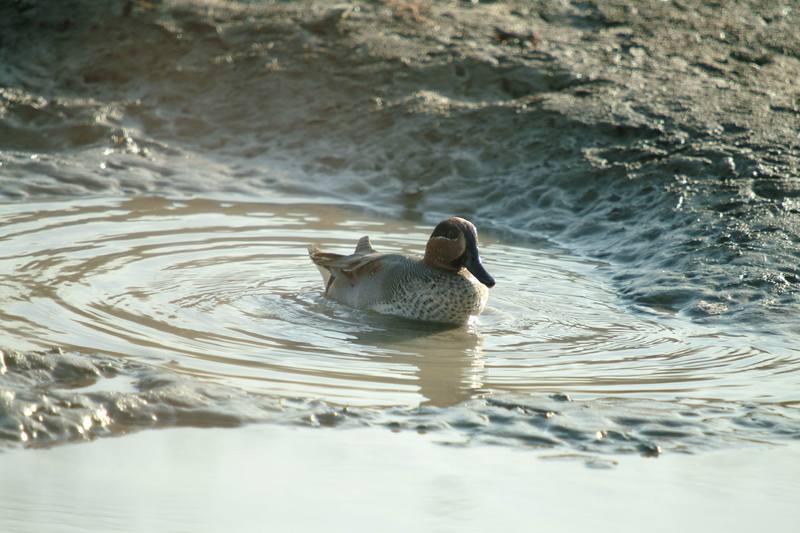 쇠오리 Anas crecca crecca (Common Teal); DISPLAY FULL IMAGE.