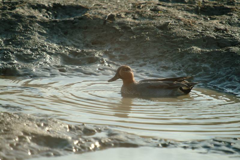 쇠오리 Anas crecca crecca (Common Teal); DISPLAY FULL IMAGE.