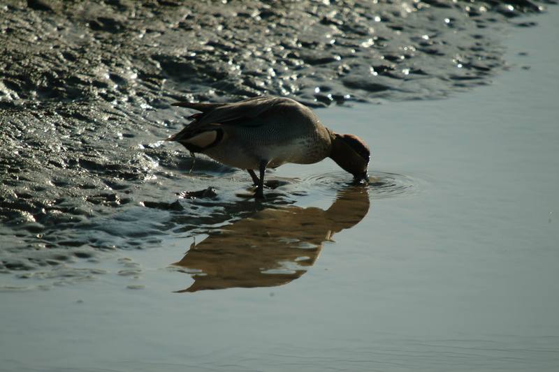 쇠오리 Anas crecca crecca (Common Teal); DISPLAY FULL IMAGE.