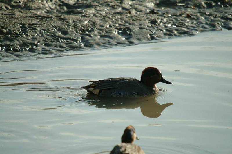 쇠오리 Anas crecca crecca (Common Teal); DISPLAY FULL IMAGE.
