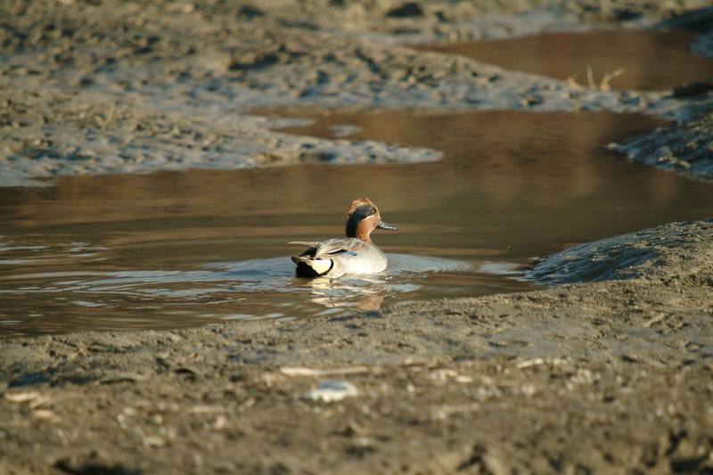 쇠오리 Anas crecca crecca (Common Teal); DISPLAY FULL IMAGE.