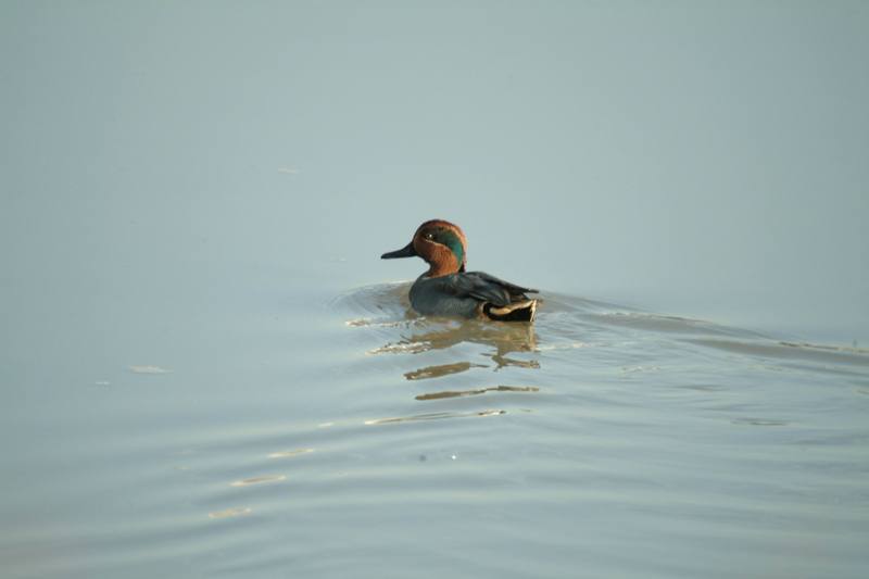 쇠오리 Anas crecca crecca (Common Teal); DISPLAY FULL IMAGE.