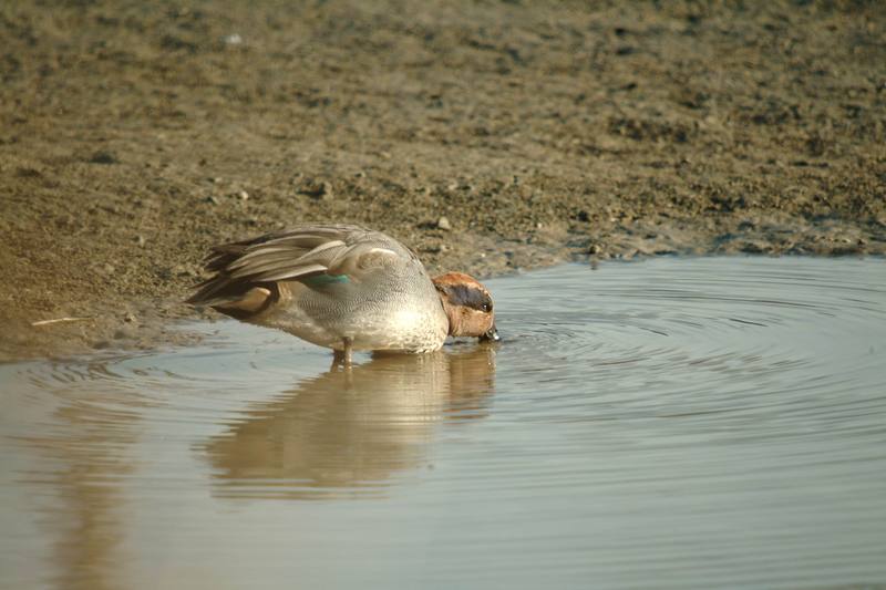 쇠오리 Anas crecca crecca (Common Teal); DISPLAY FULL IMAGE.