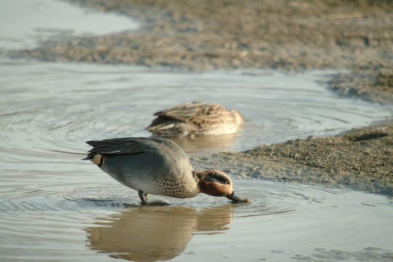 쇠오리 Anas crecca crecca (Common Teal); DISPLAY FULL IMAGE.