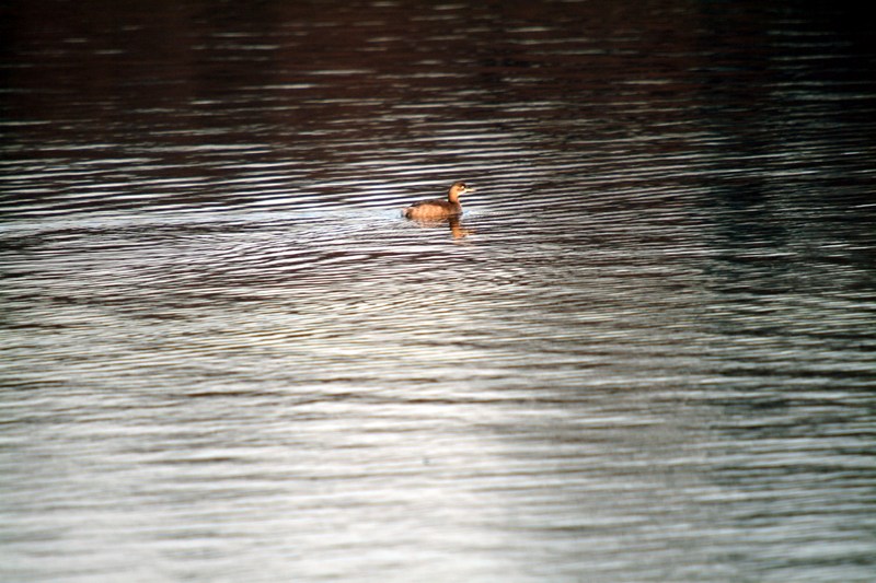 논병아리 Podiceps ruficollis poggei (Little Grebe); DISPLAY FULL IMAGE.