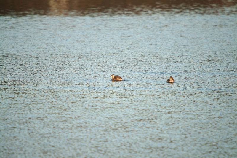 논병아리 Podiceps ruficollis poggei (Little Grebe); DISPLAY FULL IMAGE.