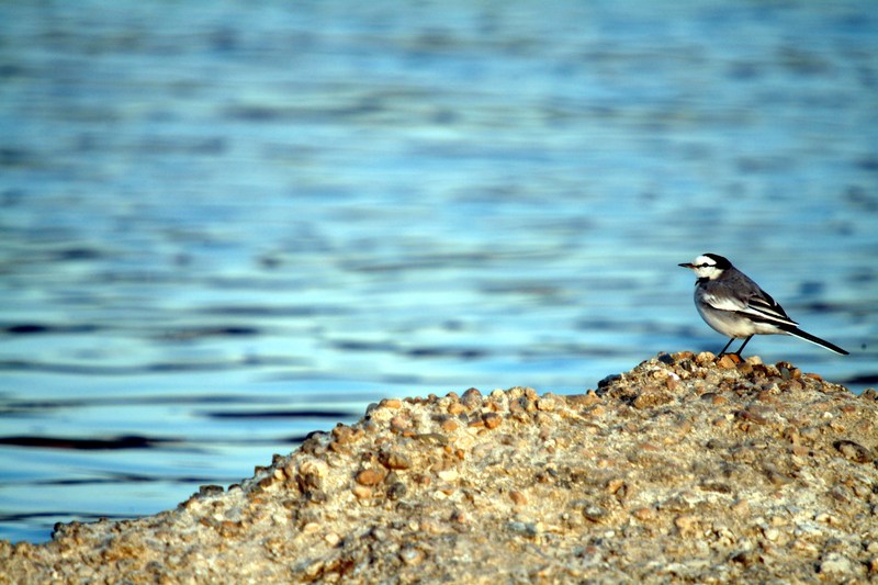 백할미새 Motacilla lugens (Black-backed Wagtail); DISPLAY FULL IMAGE.