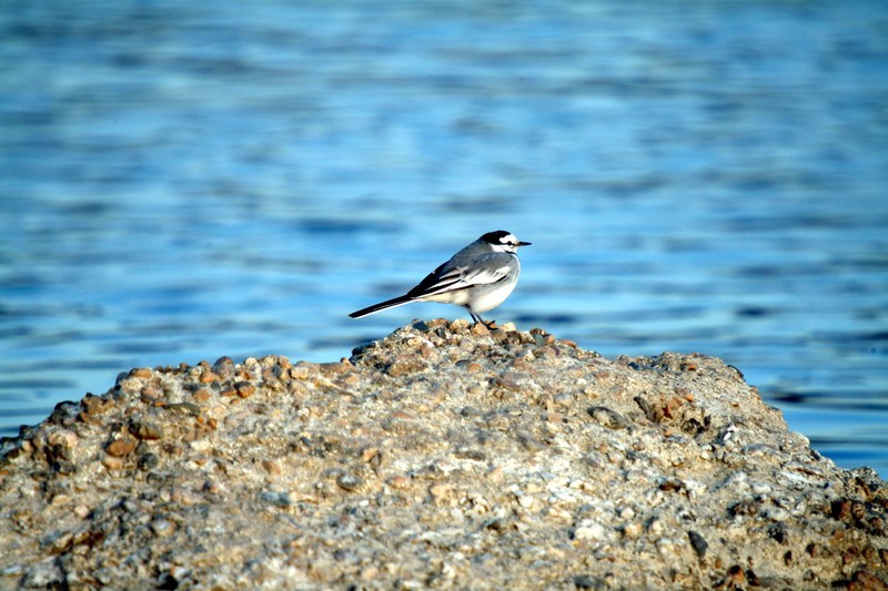 백할미새 Motacilla lugens (Black-backed Wagtail); DISPLAY FULL IMAGE.