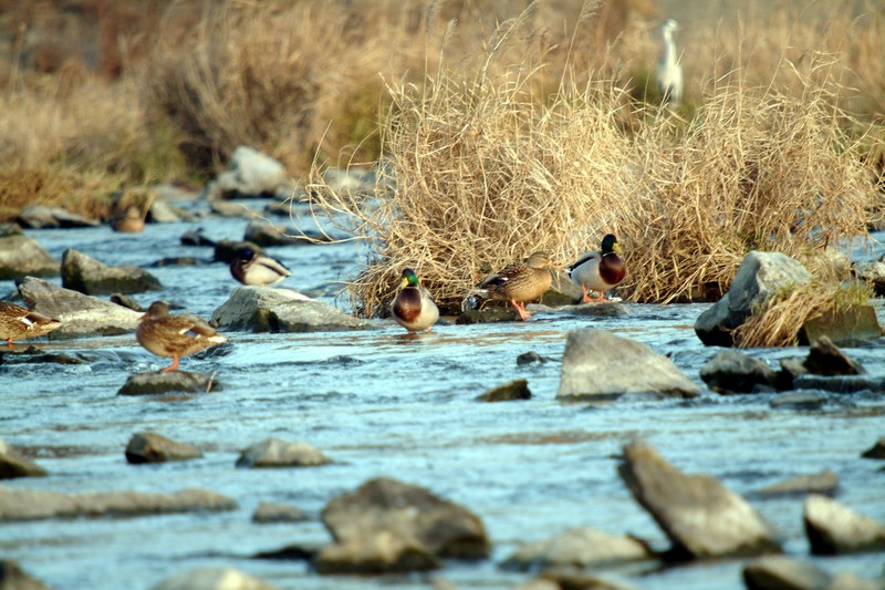 청둥오리 Anas platyrhynchos (Mallard Ducks); DISPLAY FULL IMAGE.