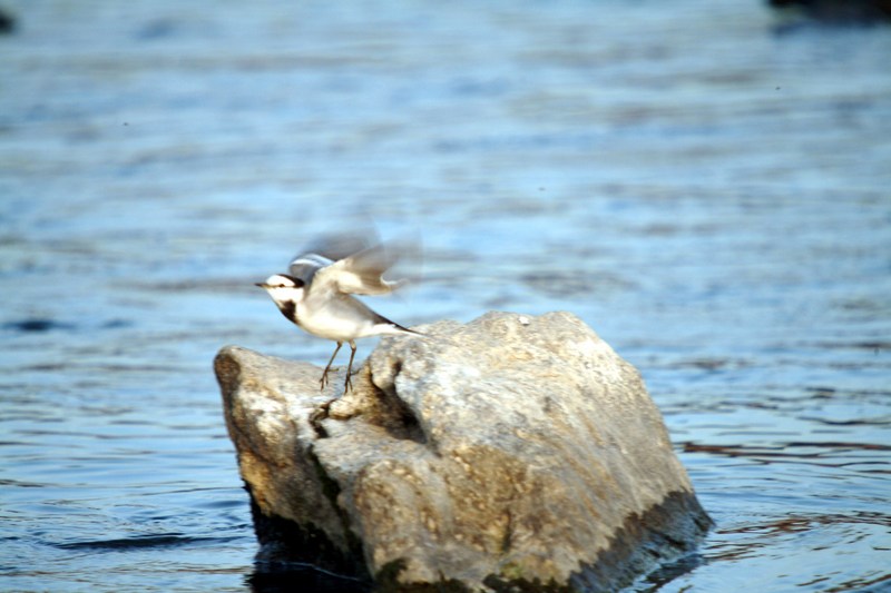 백할미새 Motacilla lugens (Black-backed Wagtail); DISPLAY FULL IMAGE.