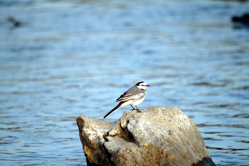 백할미새 Motacilla lugens (Black-backed Wagtail); DISPLAY FULL IMAGE.