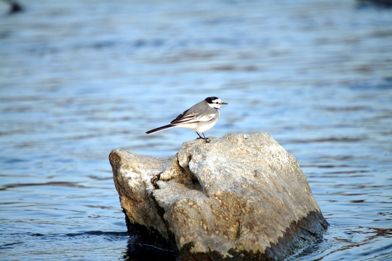 백할미새 Motacilla lugens (Black-backed Wagtail); DISPLAY FULL IMAGE.