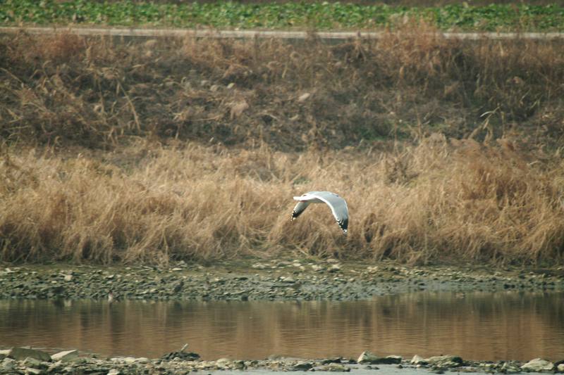 갈매기 한마리의 비행 (gull in flight); DISPLAY FULL IMAGE.