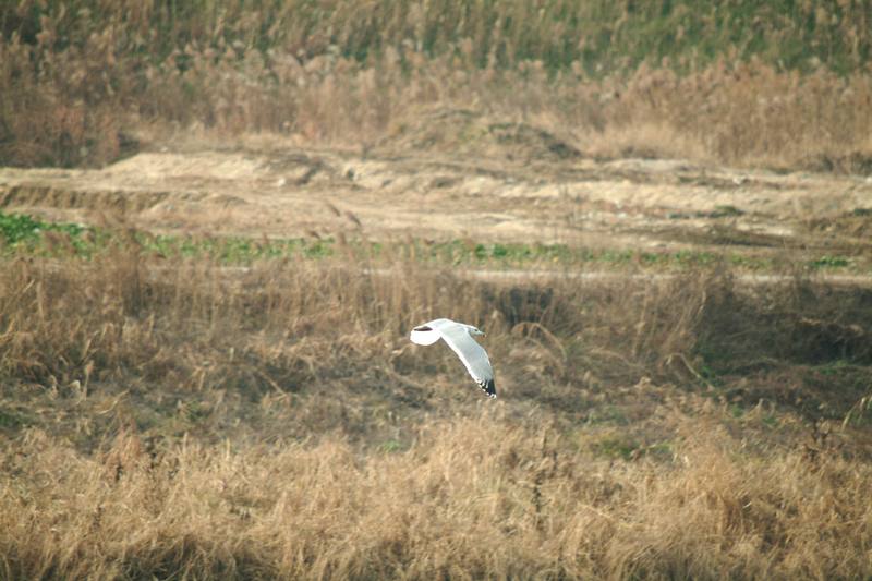 갈매기 한마리의 비행 (gull in flight); DISPLAY FULL IMAGE.