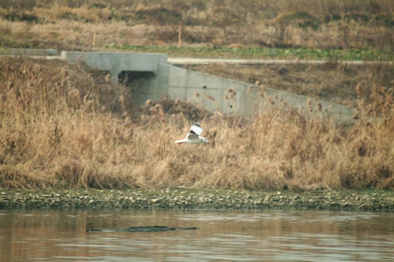 갈매기 한마리의 비행 (gull in flight); DISPLAY FULL IMAGE.
