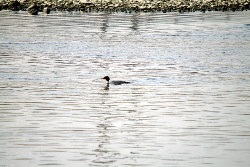 비오리 수컷 Mergus merganser (Common Merganser); DISPLAY FULL IMAGE.