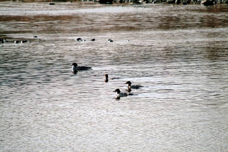 비오리 가족 Mergus merganser (Common Merganser); DISPLAY FULL IMAGE.