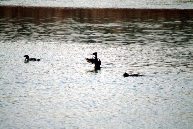 비오리 가족 Mergus merganser (Common Merganser); DISPLAY FULL IMAGE.