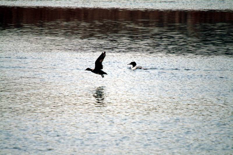 비오리 비상 Mergus merganser (Common Merganser); DISPLAY FULL IMAGE.