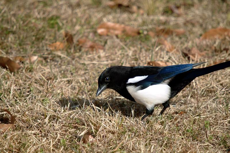 까치 Pica pica (Black-billed Magpie); DISPLAY FULL IMAGE.