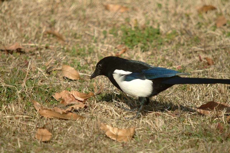 까치 Pica pica (Black-billed Magpie); DISPLAY FULL IMAGE.
