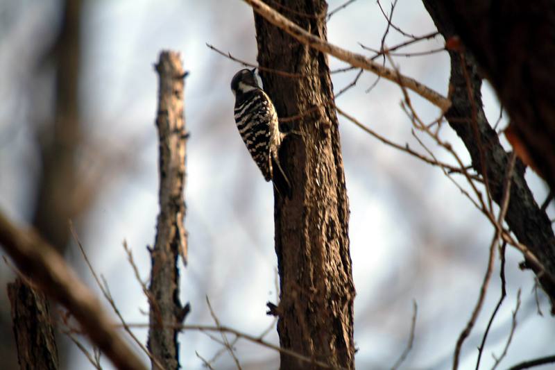 쇠딱다구리 Dendrocopos kizuki ijimae (Japanese Pygmy Woodpecker); DISPLAY FULL IMAGE.