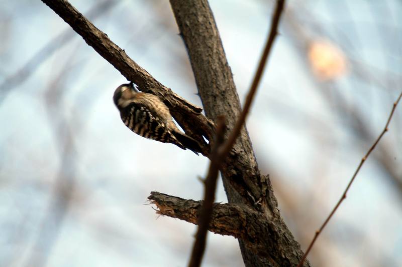 쇠딱다구리 Dendrocopos kizuki ijimae (Japanese Pygmy Woodpecker); DISPLAY FULL IMAGE.