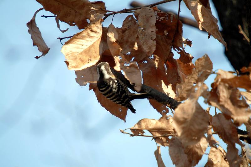 쇠딱다구리 Dendrocopos kizuki ijimae (Japanese Pygmy Woodpecker); DISPLAY FULL IMAGE.