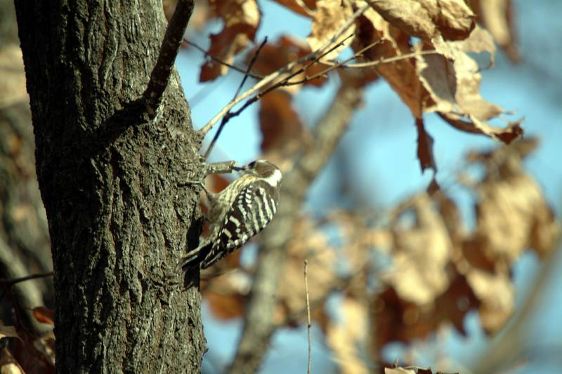 쇠딱다구리 Dendrocopos kizuki ijimae (Japanese Pygmy Woodpecker); DISPLAY FULL IMAGE.