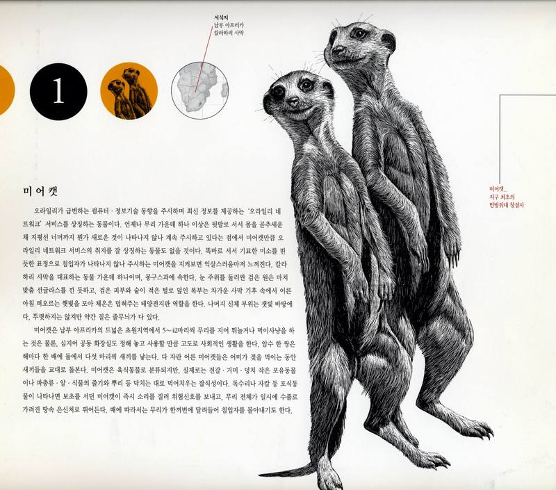 O'REILLY Calendar 2001-01 미어캣... 지구최초의 민방위대 창설자; DISPLAY FULL IMAGE.