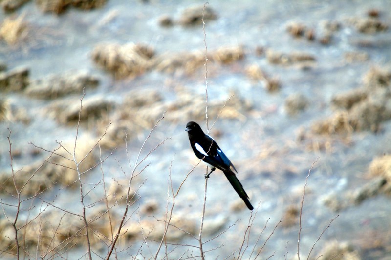 까치 Pica pica (Black-billed Magpie); DISPLAY FULL IMAGE.