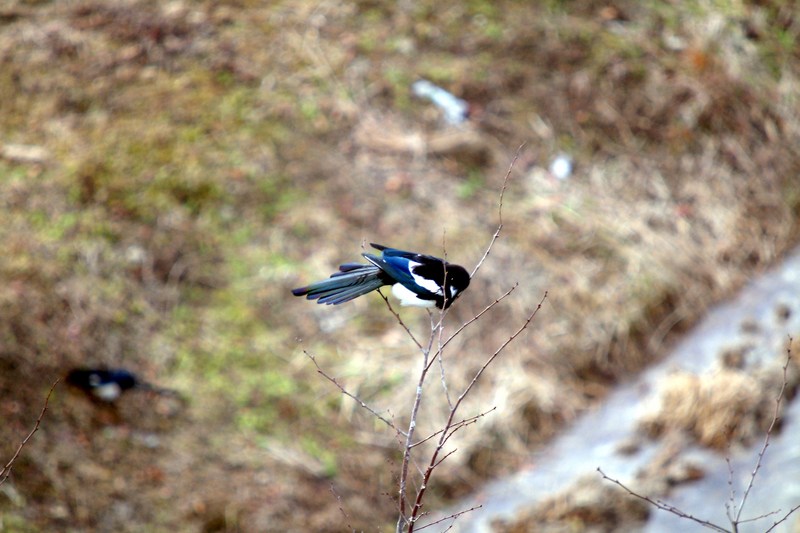 까치 Pica pica (Black-billed Magpie); DISPLAY FULL IMAGE.