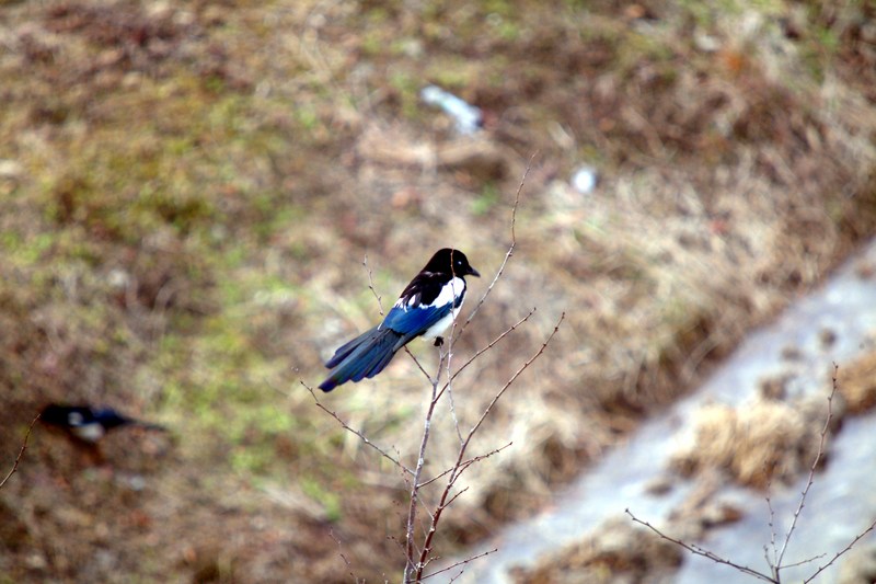 까치 Pica pica (Black-billed Magpie); DISPLAY FULL IMAGE.