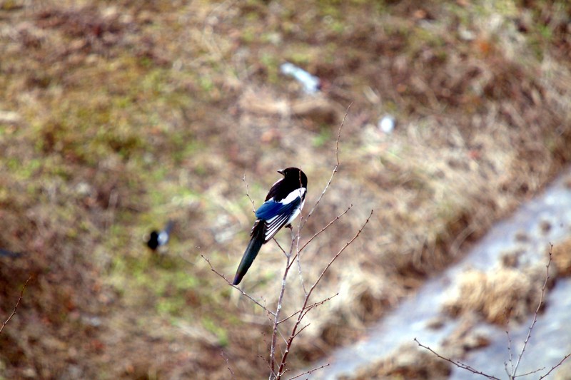 까치 Pica pica (Black-billed Magpie); DISPLAY FULL IMAGE.