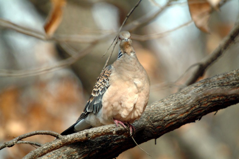 멧비둘기 Streptopelia orientalis (Oriental Turtle Dove); DISPLAY FULL IMAGE.