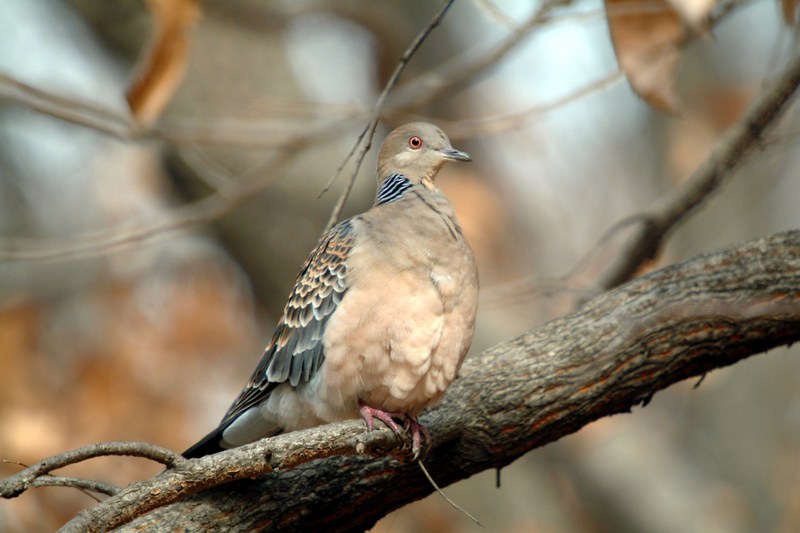 멧비둘기 Streptopelia orientalis (Oriental Turtle Dove); DISPLAY FULL IMAGE.
