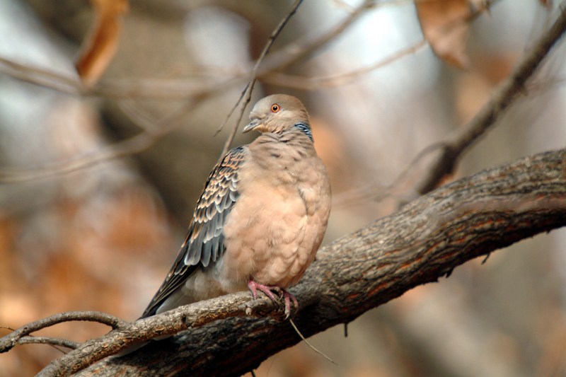 멧비둘기 Streptopelia orientalis (Oriental Turtle Dove); DISPLAY FULL IMAGE.