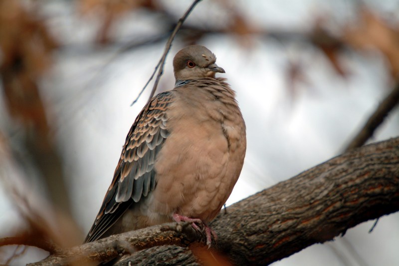 멧비둘기 Streptopelia orientalis (Oriental Turtle Dove); DISPLAY FULL IMAGE.