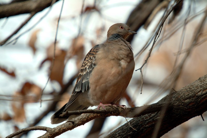 멧비둘기 Streptopelia orientalis (Oriental Turtle Dove); DISPLAY FULL IMAGE.