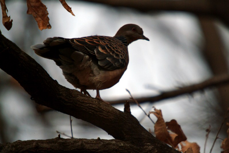 멧비둘기 Streptopelia orientalis (Oriental Turtle Dove); DISPLAY FULL IMAGE.