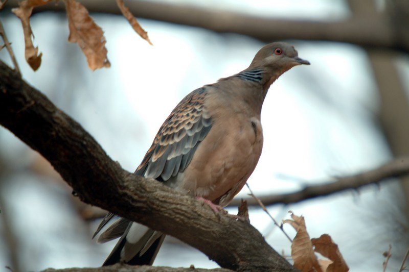 멧비둘기 Streptopelia orientalis (Oriental Turtle Dove); DISPLAY FULL IMAGE.