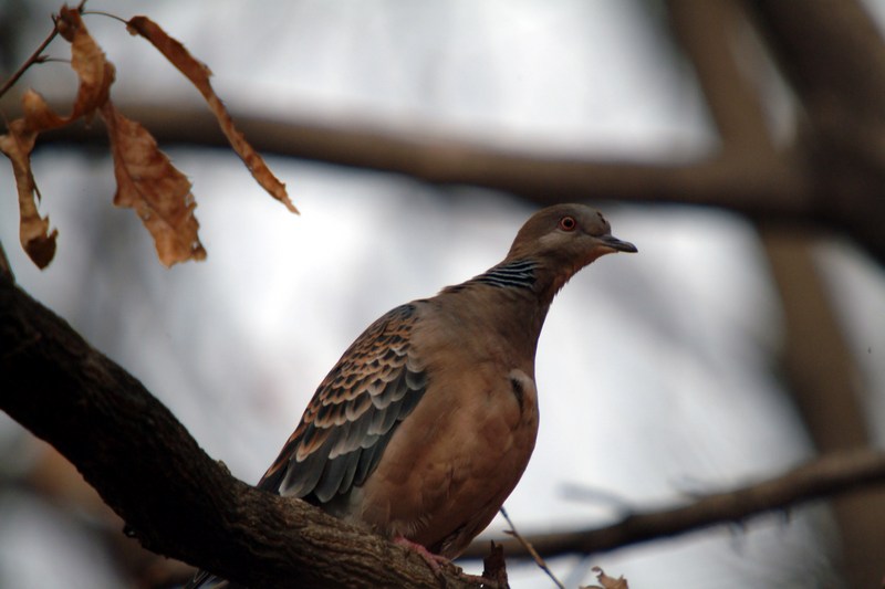 멧비둘기 Streptopelia orientalis (Oriental Turtle Dove); DISPLAY FULL IMAGE.