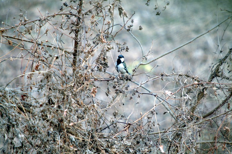 박새 Parus major (Great Tit); DISPLAY FULL IMAGE.