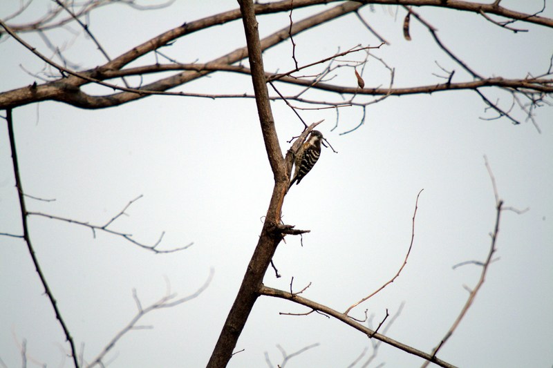 쇠딱다구리 Dendrocopos kizuki (Japanese Pygmy Woodpecker); DISPLAY FULL IMAGE.