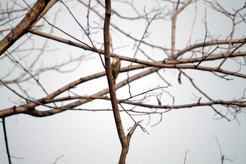 쇠딱다구리 Dendrocopos kizuki (Japanese Pygmy Woodpecker); DISPLAY FULL IMAGE.