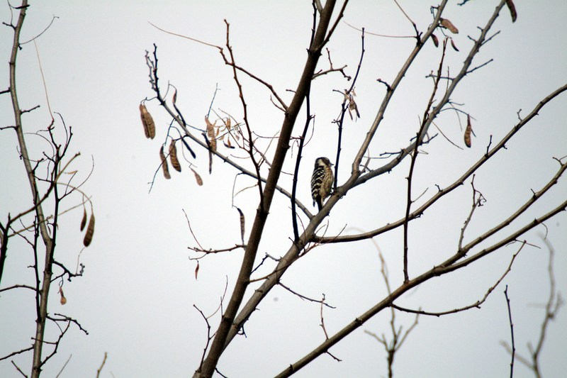 쇠딱다구리 Dendrocopos kizuki (Japanese Pygmy Woodpecker); DISPLAY FULL IMAGE.