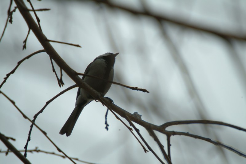 박새 Parus major (Great Tit); DISPLAY FULL IMAGE.