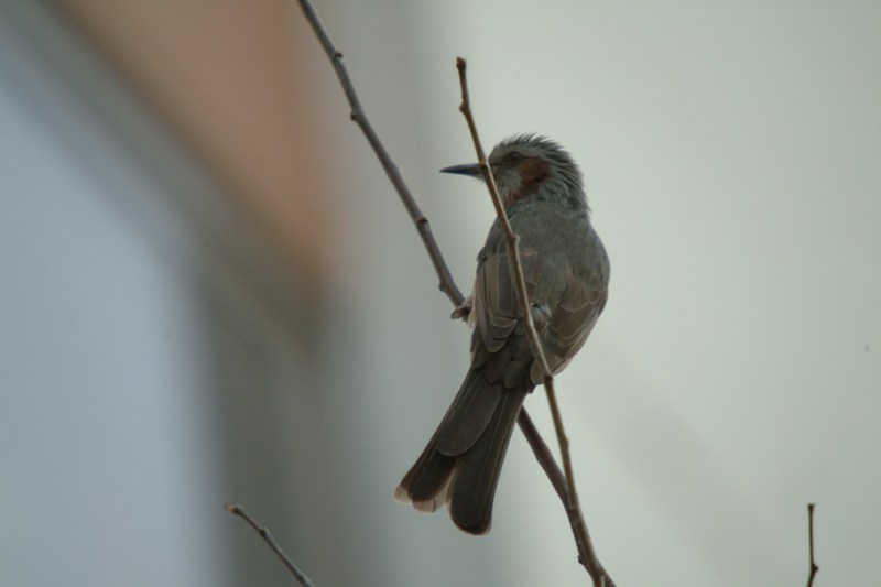 직박구리 Ixos amaurotis (Brown-eared Bulbul); DISPLAY FULL IMAGE.